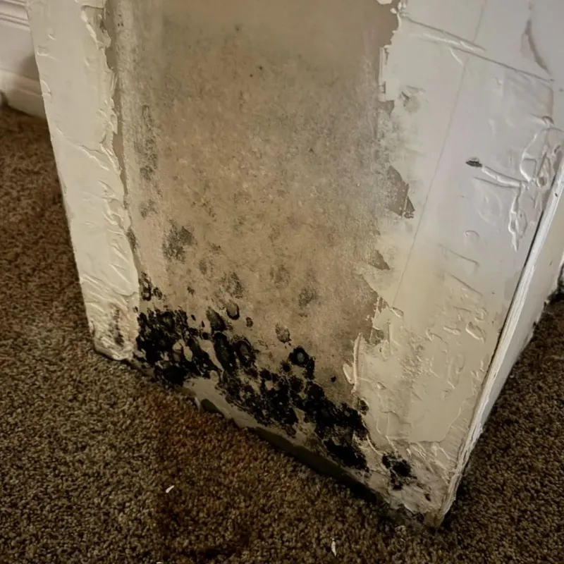 Professional Mold Removal in Saginaw, MI